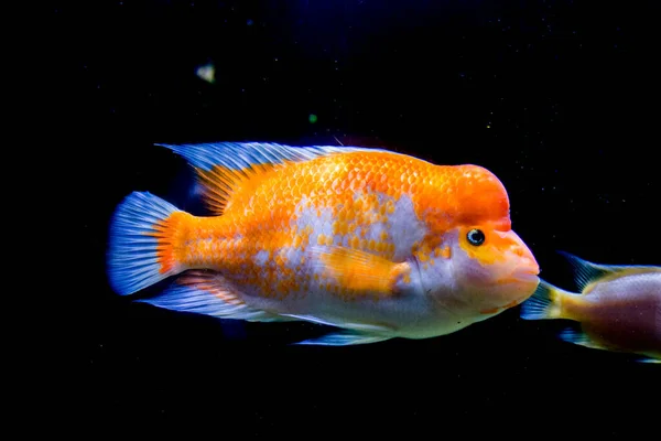 Midas Cichlidés Dans Aquarium Amphilophus Citrinellus Amérique — Photo