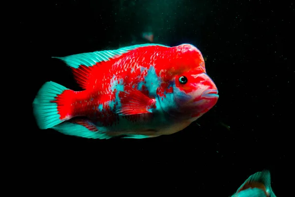 Midas Cichlid Akvarium Amphilophus Citrinellus Från Amerika — Stockfoto