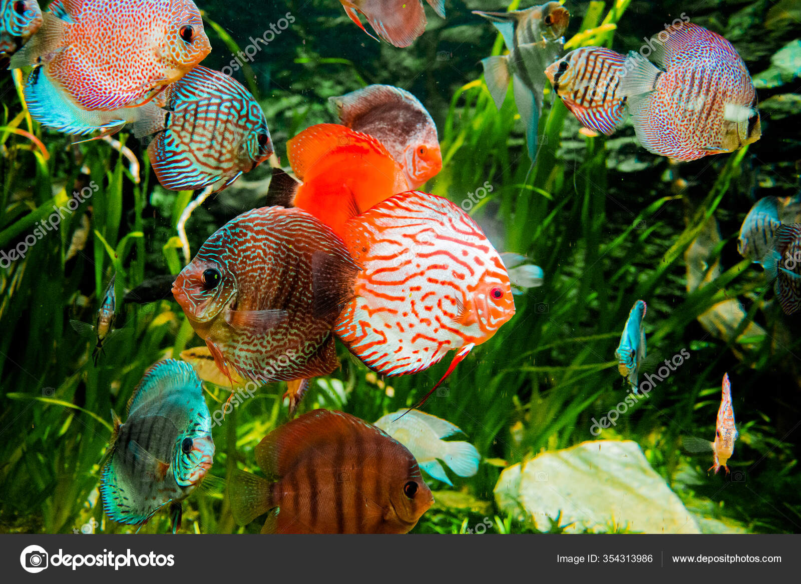 Discus Fish Aquarium Tropical Fish Symphysodon Discus  River