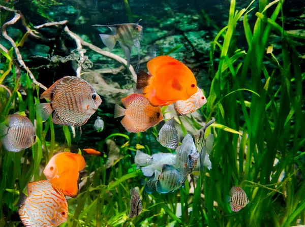 Diskumfisk Akvarium Tropisk Fisk Symphysodon Diskos Fra Amazonas Blå Diamant – stockfoto