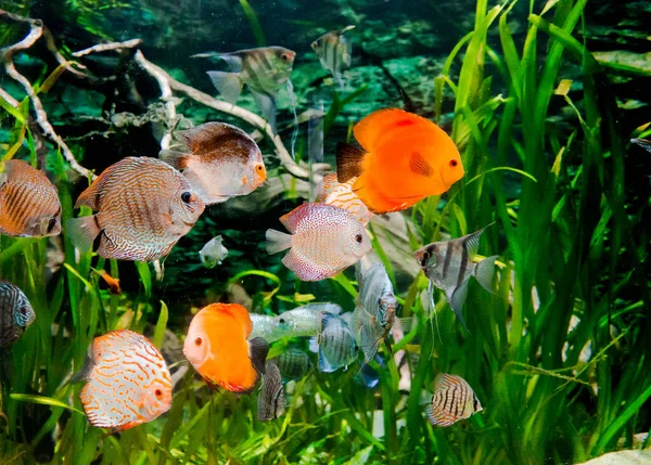 Discus Fish Aquarium Tropical Fish Symphysodon Discus Amazon River Blue — Stock Photo, Image
