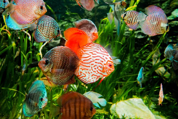 discus fish in aquarium, tropical fish. Symphysodon discus from Amazon river. Blue diamond, snakeskin, red turquoise and more