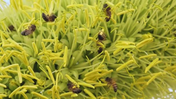 Abejas trabajadoras trabajando en la recolección de polen y miel — Vídeos de Stock