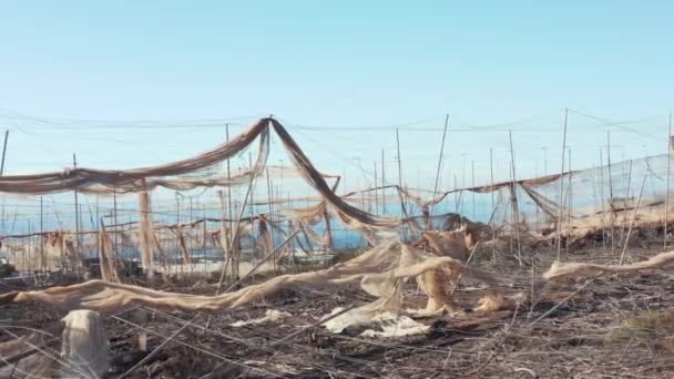 The dangers of global warming, heat and drought lead to crop loss and ruin of farms — Stock Video