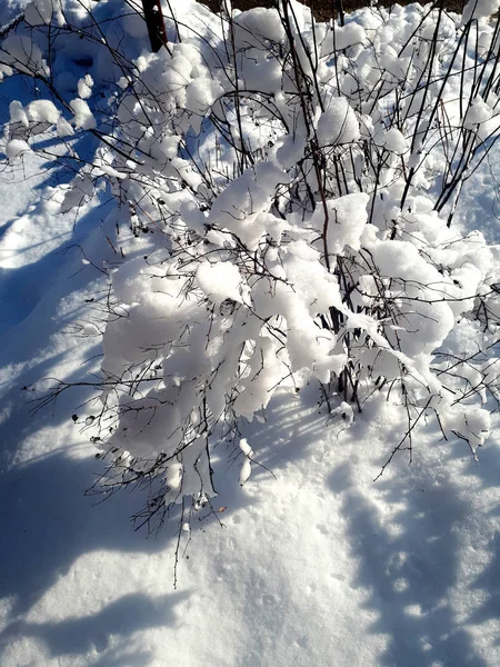 Snow Bush Una Capa Nieve Yace Las Ramas Bush Temporada — Foto de Stock