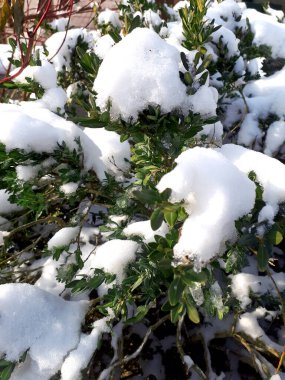 Boxwood 'da. Boxwood pagsagot ve buzun dalları. Boxwood yakın plan terk ediyor. Kış mevsimi. Karların altındaki güney çalısı. Yeşil ve beyaz.