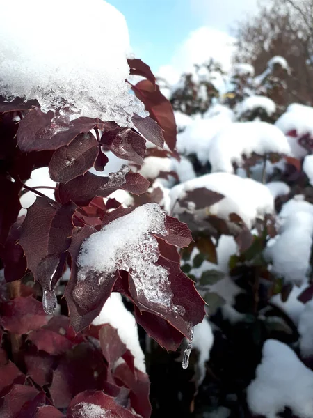 Evergreen magonia. An ornamental shrub belonging to the barberry family. Red leaves under snow and ice. The leaves turn red in the winter season.