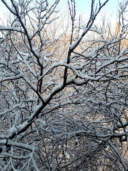 Snow Covered Branches Apricots View Top Apricot Tree Window 3Rd — Stock Photo, Image