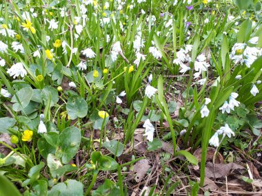 Kar damlaları. Bahar çiçekleri. Çuha çiçekleri. Yeşil çimlerin arasında büyüyen güzel çiçekler. İlkbahar.