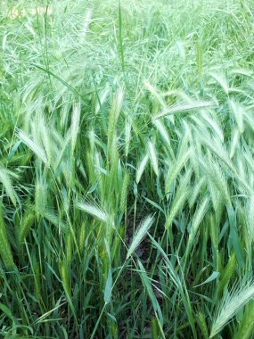 Yabani ot. Genç yeşil mısır gevrekleri. Tarlaların bahar yeşillikleri. Güzel genç kulaklar.