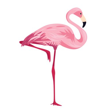 Pembe Flamingo tek ayak üzerinde duruyor. Tropik bir kuş. Tasarım ve web için beyaz bir arkaplanda izole edilmiş vektör illüstrasyonu.