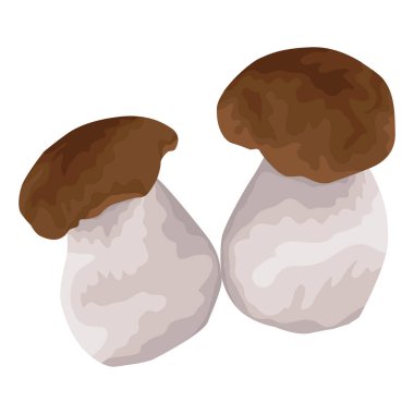 Beyaz mantar. Kalın bacaklı ve kahverengi şapkalı bir çift lezzetli mantar. Tasarım ve web için beyaz bir arkaplanda izole edilmiş vektör illüstrasyonu.