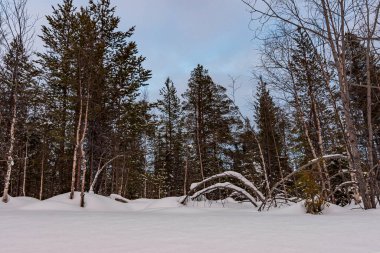 Kışın karla kaplı ağaçlar