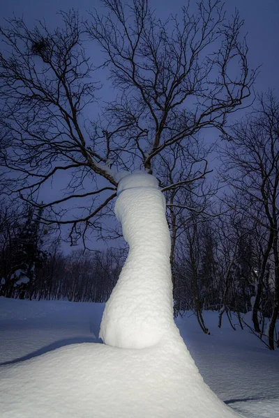 冬季积雪覆盖的树木 — 图库照片