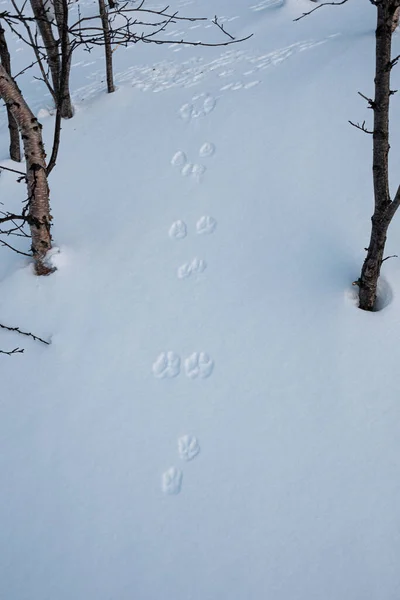 The hare ran between the trees and left its tracks — Stock Image The hare ran between the trees and left its tracks Stock Image