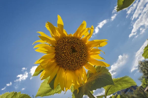 Gökyüzüne karşı ayçiçeği