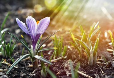 Arazi çözdürülen kar çimlenme leylak bahar çiçek