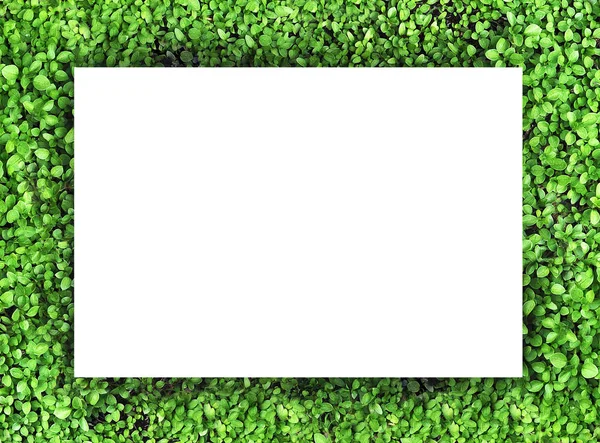 Літній зелений каркас трави — стокове фото