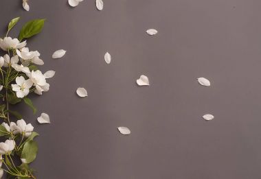 Gri zemin üzerine yeşil yaprakları ile beyaz elma çiçeği