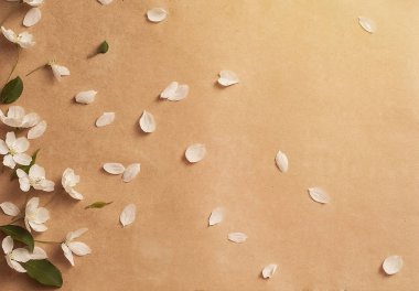 Bej renkli arka plan üzerinde yeşil yaprakları ile beyaz elma çiçeği