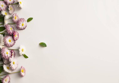 Beyaz bir arka plan üzerinde beyaz ve pembe papatyalar çerçevesinde