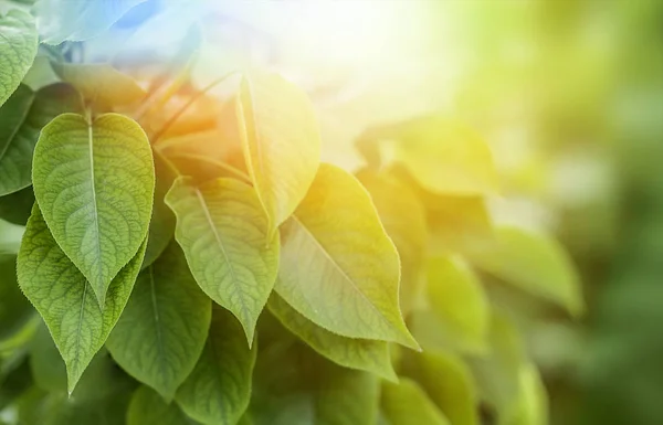 Raios do sol de verão brilhando através da folhagem verde das árvores — Fotografia de Stock