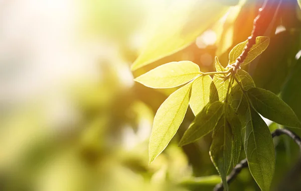 Sommaren solen skiner igenom den gröna bladen av träd — Stockfoto