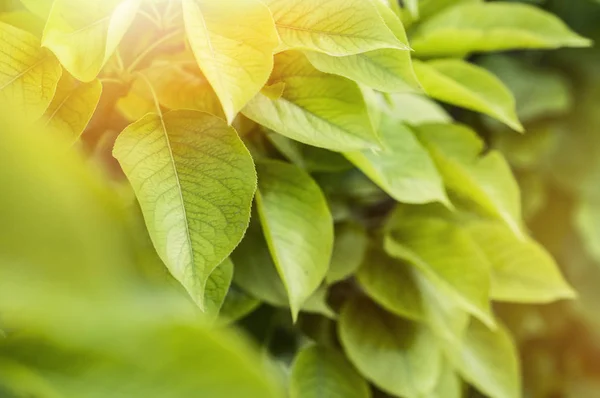 Paprsky letního slunce svítilo zelené listí stromů — Stock fotografie