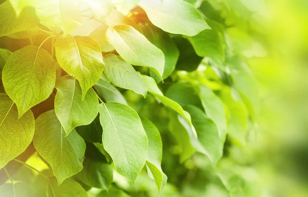 Stralen van de zomerzon schijnt door de groene bladeren van de bomen — Stockfoto