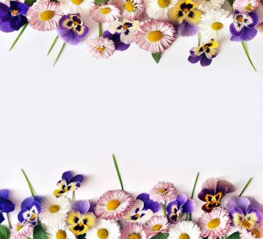 Papatya ve menekşe beyaz zemin üzerine çiçek çerçeve