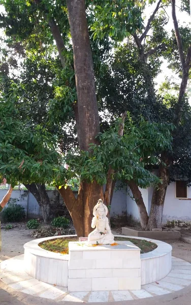 Albero Rudraksha Nel Kankhal Dell Uttar Pradesh India Frutta Fiori — Foto Stock