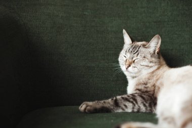 Kedi yeşil bir kanepede. Karanlık atmosfer. Evdeki sevimli hayvanlar