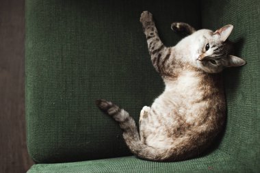 Kedi yeşil bir kanepede. Karanlık atmosfer. Evdeki sevimli hayvanlar