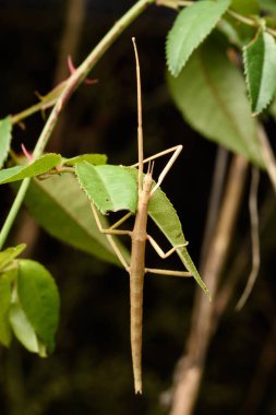 Gül içinde sopa çekirgesi (Bacillus rossius)