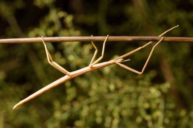 stick insect (Bacillus rossius) in rose clipart