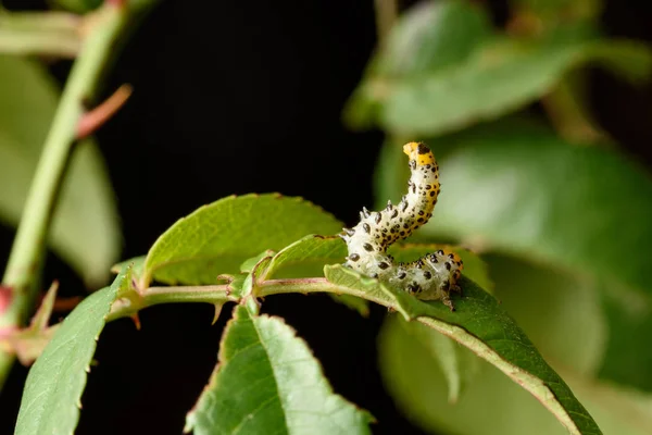 Falso bruco del rosaio (Arge rosae ) — Foto Stock