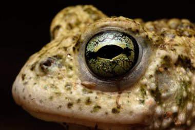 erkek Natterjack kurbağası (Epidalea calamita)