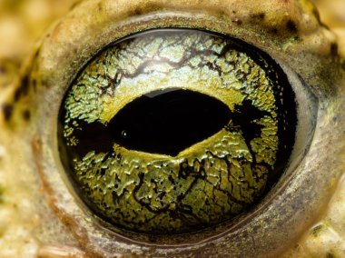 eye male Natterjack toad (Epidalea calamita) clipart