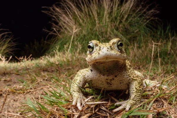 Wide angle male Natterjack toad (Epidalea calamita) — Stock Photo, Image