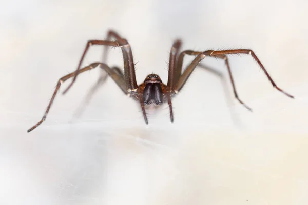 Гигантский домашний паук (Tegenaria sp) в пещере — стоковое фото