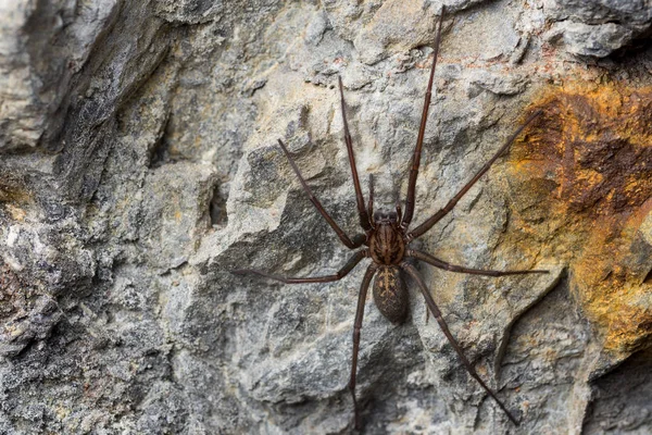 The giant house spider (Tegenaria sp) in a cave — Stockfoto