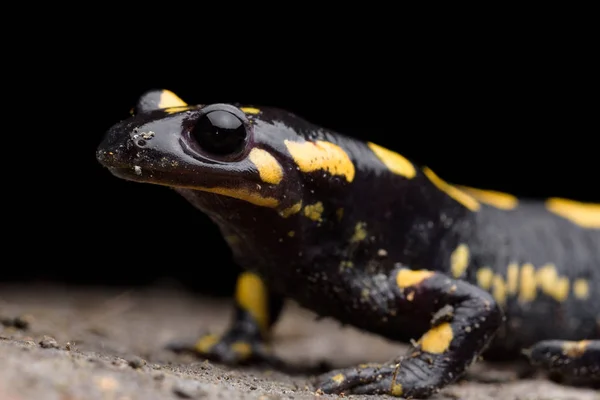 Salamandra (Salamandra salamandra) w jaskini — Zdjęcie stockowe