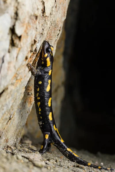 Portrait fire salamander (Salamandra salamandra) in a cave
