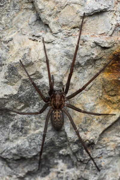 A aranha da casa gigante (Tegenaria sp) em uma caverna — Fotografia de Stock