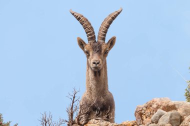 Doğada İspanyol Ibex capra pyrenaica, doğal park els limanları