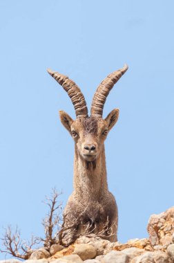 Doğada İspanyol Ibex capra pyrenaica, doğal park els limanları