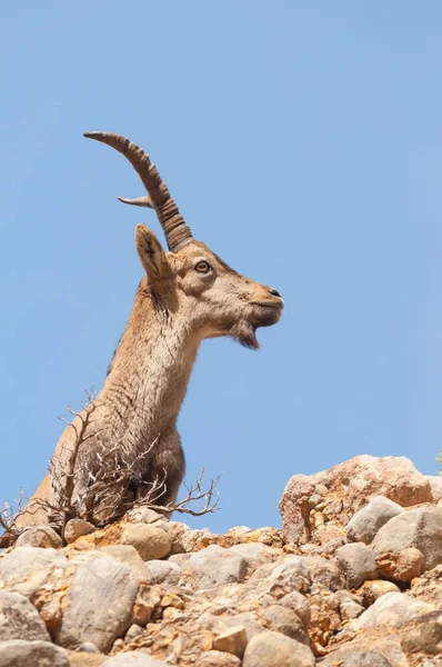 Spanish Ibex capra pyrenaica in nature, natural park els ports — Stock Photo, Image