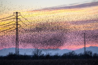 Gün batımında, İspanya, katalonya, Castelló d 'empuries' de büyük gruplar halinde uçan sığırcıklar (Sturnus vulgaris)