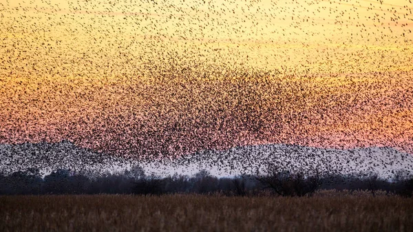 The common starling (Sturnus vulgaris) flying in big groups on sunset, spain, catalonia, Castelló d'empuries — 스톡 사진