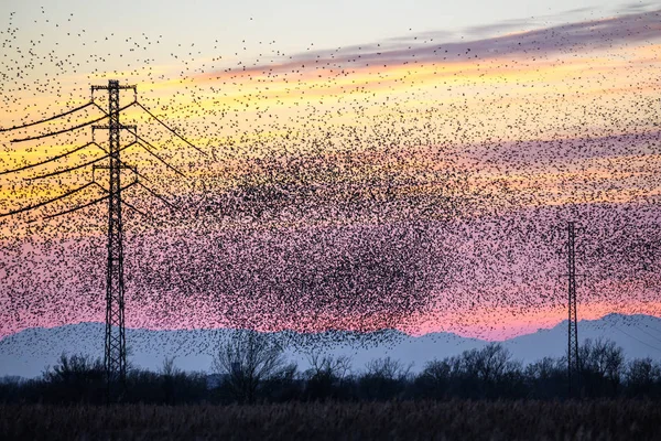 Den gemensamma starling (Sturnus vulgaris) flyger i stora grupper på solnedgången, spanien, Katalonien, Castelló d 'empuries — Stockfoto